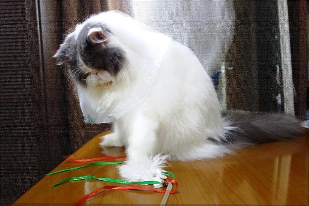 猫じゃらしでスポーツ