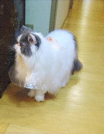 いらっしゃいまし