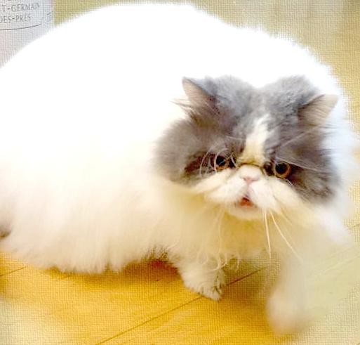 くう!おいで