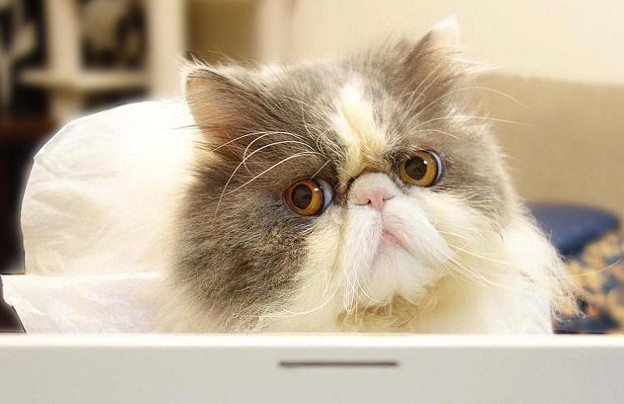 PC前で頑張る猫 (3)