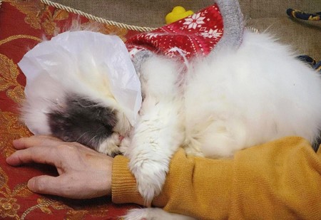 しがみついて眠る仔 (2)