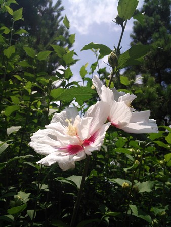 近所のムクゲ0721