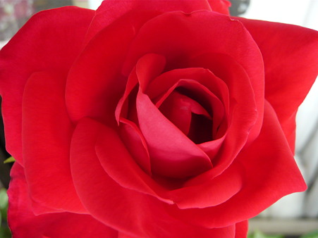 ベランダの薔薇-宴-04