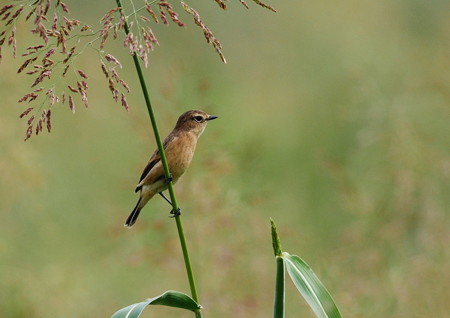 929gh