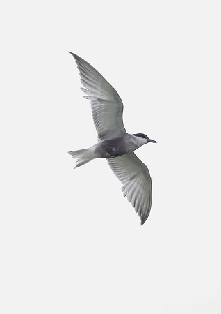 1004pe3
