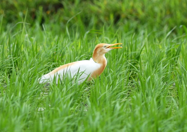 626アマサギGH5