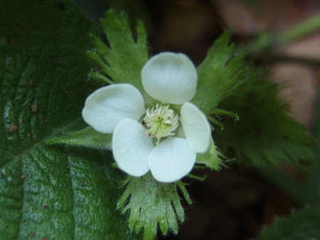 P7290317