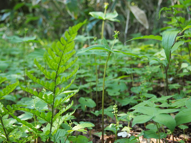 P6031830