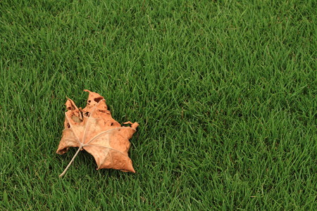 グリーンカーペット