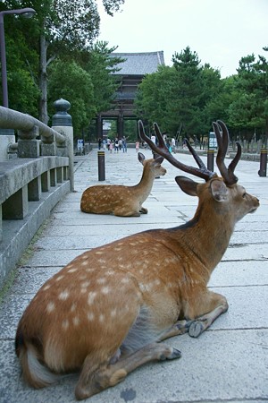 04東大寺前の鹿