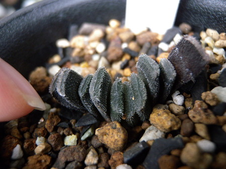 truncata minor