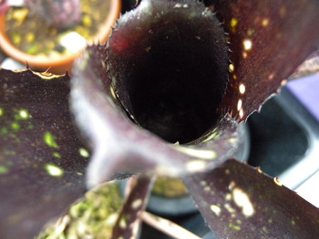 billbergia darth vader