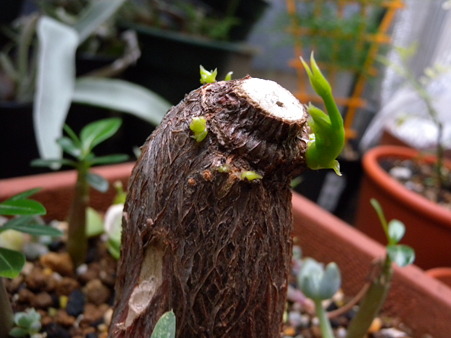 パキラの仕立て直し