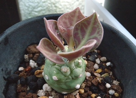 monadenium reflexum