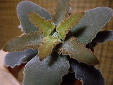 Kalanchoe