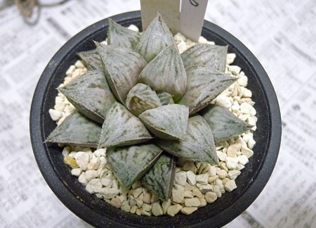 Haworthia GINSEKAI