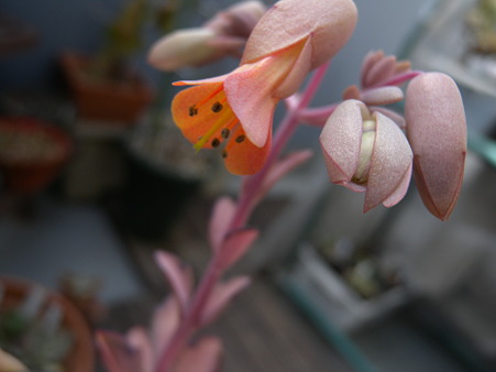 Kalanchoe crenata
