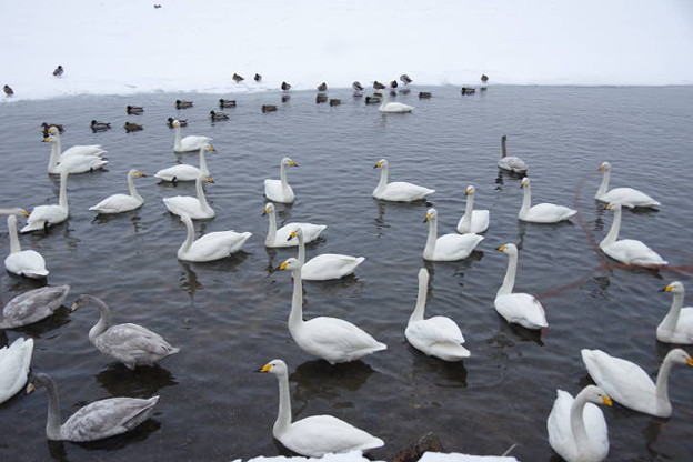 Photos: s7763_屈斜路湖の白鳥たち