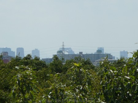 140830-万博記念公園 (25)