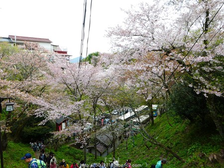 160410-吉野山 (12)