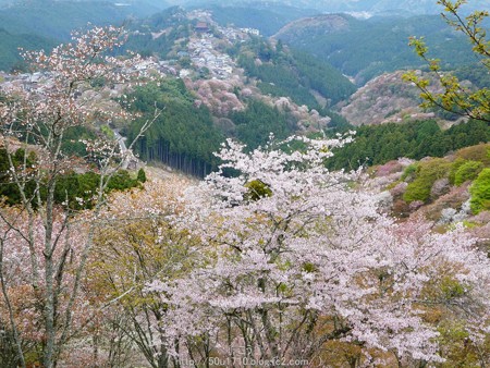 160410-吉野山 (18)
