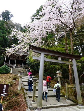 160410-吉野山 (32)