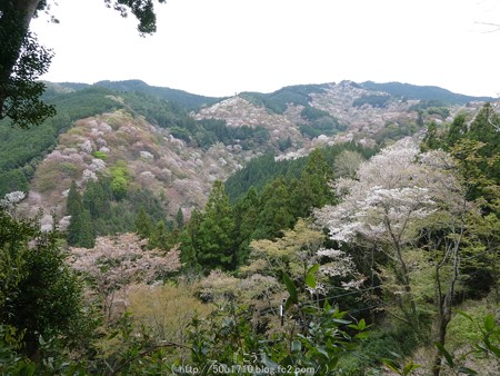 160410-吉野山 (68)
