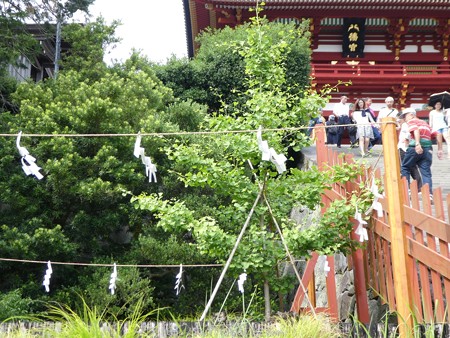 160606-鶴岡八幡宮 (14)