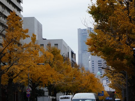 161130-山下公園通り黄葉 (26)