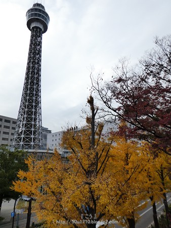 161130-山下公園通り黄葉 (38)