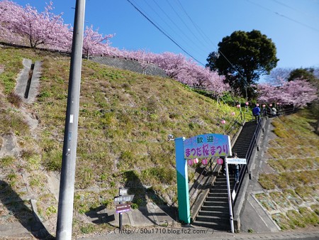 170228-松田町 河津桜 (4)