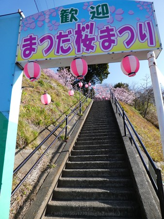 170228-松田町 河津桜 (5)