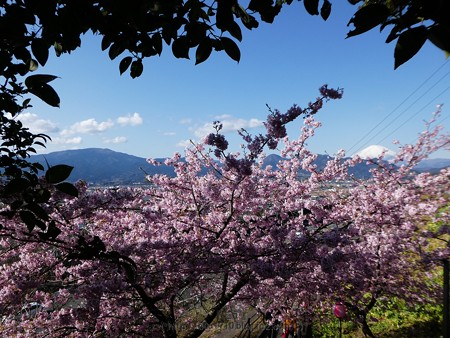 170228-松田町 河津桜 (10)