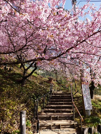 170228-松田町 河津桜 (14)