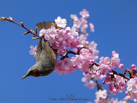 170228-松田町 河津桜 (24)