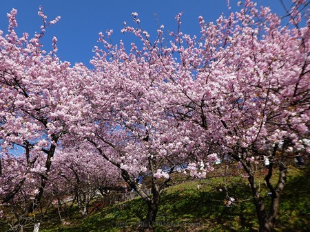170228-松田町 河津桜 (27)