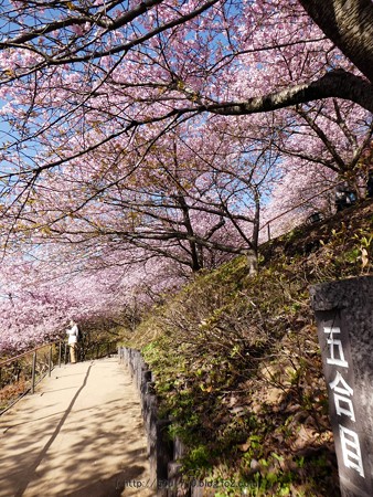 170228-松田町 河津桜 (36)