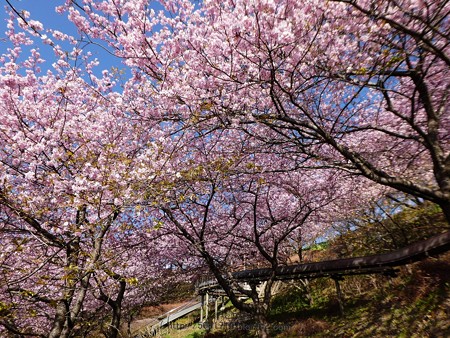 170228-松田町 河津桜 (39)