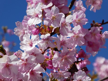 170228-松田町 河津桜 (46)
