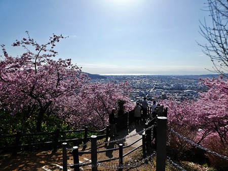 170228-松田町 河津桜 展望台 (16)