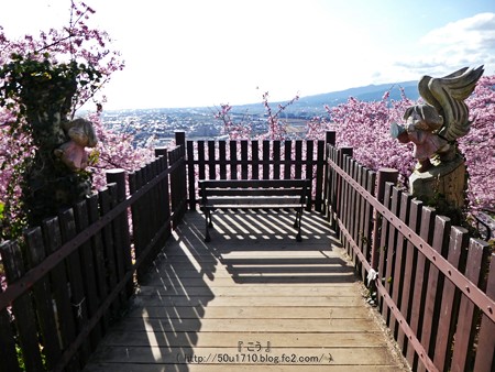 170228-松田町 河津桜 展望台 (3)