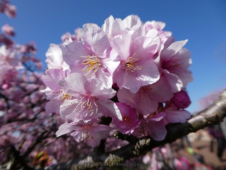 170228-松田町 河津桜 (87)