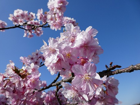 170228-松田町 河津桜 (89)