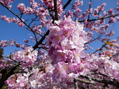 170228-松田町 河津桜 (122)