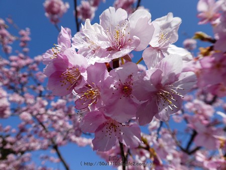 170228-松田町 河津桜 (125)
