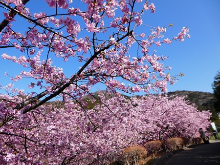 170228-松田町 河津桜 (127)