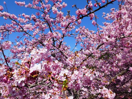 170228-松田町 河津桜 (128)