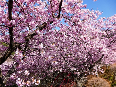 170228-松田町 河津桜 (132)
