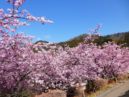 170228-松田町 河津桜 (136)