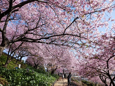 170228-松田町 河津桜 (269)